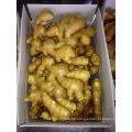 Ginger Wholesale Chinese High Quality Fresh Ginger Supplier for Wet Ginger